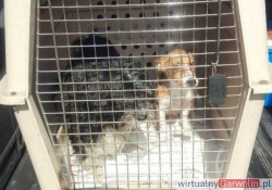Dwa psy w aucie i taczka na drodze. Agresywny 26-latek zatrzymany (19 lipca 2022)
