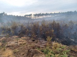Pożar lasu w gminie Maciejowice (24 lipca 2022)