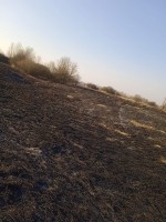 Pożar nieużytków na wyspie Wisły (24 marca 2022)