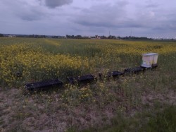 Skradziono pszczoły z GSAG! (30 maja 2021)